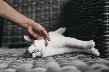 Hand petting a white and grey cat