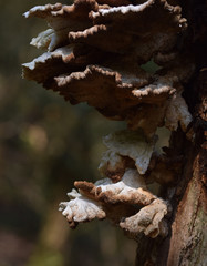 Fungi growing on a tree in East Wood Crackington Haven Cornwall