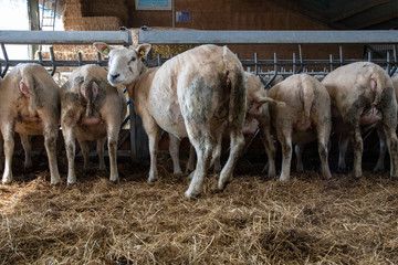 Row of butts of freshly shaved sheep, a sheep looking back at the camera, in a stable, view of...