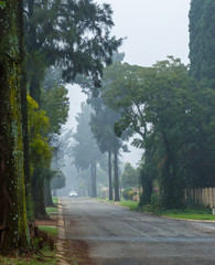 A vehicle drives down a misty residential street image with copy space in portrait format