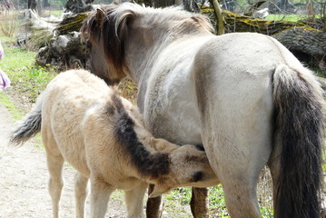 Konik Pferde © cagala