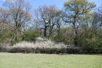 Blackthorn in Spring