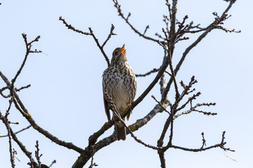 Song Thrush (Turdus philomelos).