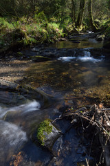A stream within East Wood Crackington Haven Cornwall