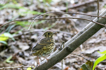 Song Thrush (Turdus philomelos).