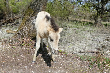 Konik Fohlen © cagala