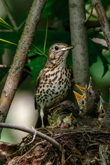 Song Thrush (Turdus philomelos).