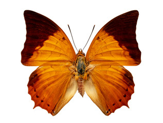 charaxes latona on white background