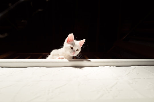 White kitten looking down from above