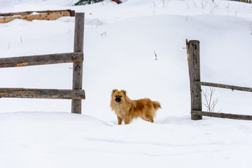 Pekingese is a lovely cute dog standing on a snowy snow near the fence