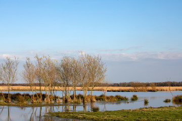 A line of trees in a wetland, aquatic plants at the Naardermeer in the Netherlands, Holland.