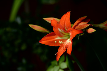 Obraz premium Red Amaryllis in bloom