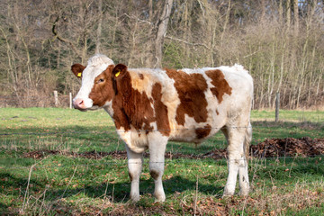 Dear vulnerable young cow, heifer, is dreaming next to a barbed wire fence, trees in the background.