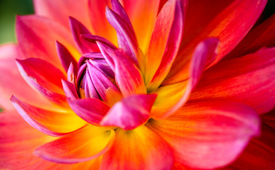 dahlia macro