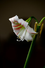 Amaryllis in bloom 