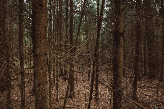 Dry trees in the forest