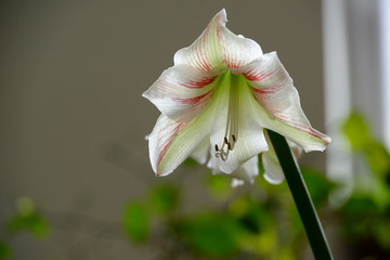 Amaryllis in bloom 