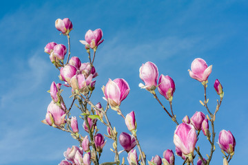 Fototapeta na wymiar magnolia flower blue sky