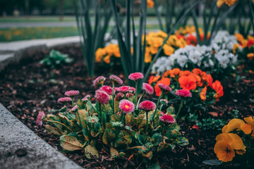 Park flowers II