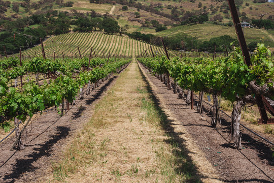 vineyard in Napa Valley