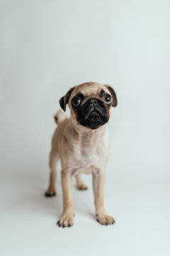 Pug on white background