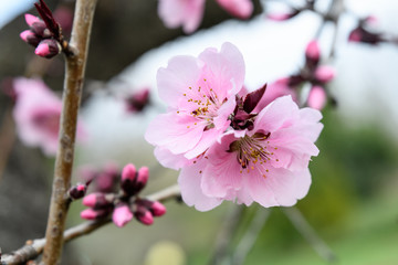 Fototapeta premium Close up of decorative pink wax cherry flowers in a tree in full bloom in a garden in a sunny spring day, floral background