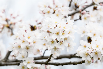 Close up of a branch with white cherry tree flowers in full bloom with blurred background in a garden in a sunny spring day, floral background