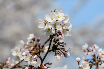 Close up of a branch with white cherry tree flowers in full bloom with blurred background in a garden in a sunny spring day, floral background