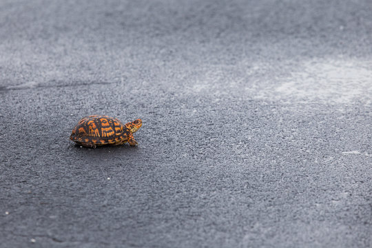 Box turtle on street