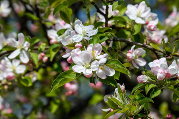 Close up of light pink white apple tree flowers in full bloom in a garden in a sunny spring day, floral background