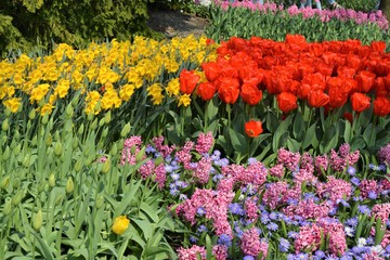 Obraz premium yellow, red, purple and pink flowers in Keukenhof, in Holland
