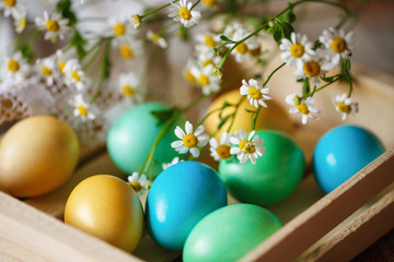 Colorful Easter eggs and chamomile branch