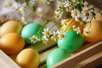 Colorful Easter eggs and chamomile branch