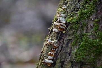 Baumpilze an totem Baum