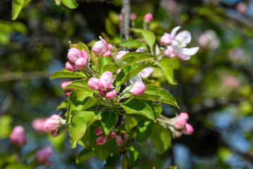 Close up of light pink white apple tree flowers in full bloom in a garden in a sunny spring day, floral background