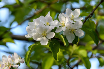 Close up of light pink white apple tree flowers in full bloom in a garden in a sunny spring day, floral background