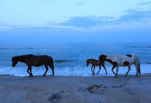Wild horses on beach; Assateague Island