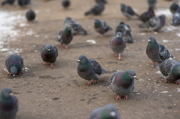 pigeons in the park