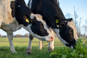 Close up portrait of two grazing black and white cows, their heads side by side in the grass.