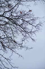 branches of a tree