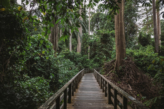 wooden path leading through endangered rainforest