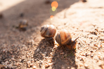 snail  on road