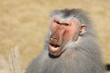 Mantelpavian / Hamadryas Baboon / Papio hamadryas.