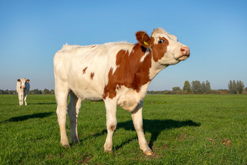 Fototapeta na wymiar Young cow stands in the pasture and looks anxiously backwards with a tear-eyed eye.