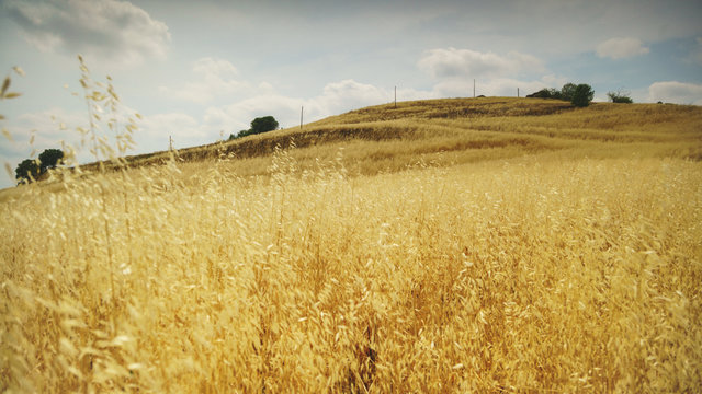 Yellow barley field shacked by the wind