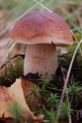 mushroom in forest