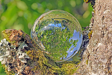wald in kristallkugel, schweiz