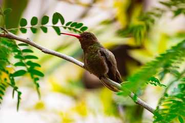 BIRD