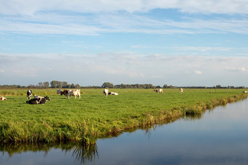 Fototapeta na wymiar Cows in dutch landscape, in a green pasture with a ditch, blue cloudy sky.