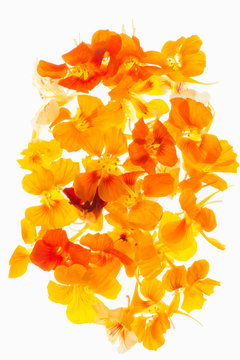 Orange Nasturtium flowers against white background